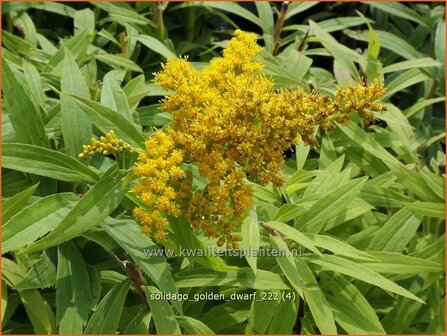 Solidago &#039;Golden Dwarf&#039; | Guldenroede | Goldrute | Goldenrod