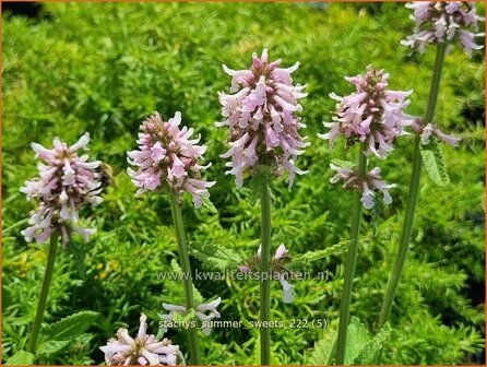 Stachys &#039;Summer Sweets&#039; | Andoorn | Ziest | Hedge Nettle