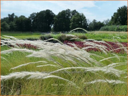 Stipa ichu | Peruviaans vedergras, Vedergras | Peruanisches Federgras | Peruvian Feather Grass