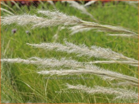 Stipa ichu | Peruviaans vedergras, Vedergras | Peruanisches Federgras | Peruvian Feather Grass