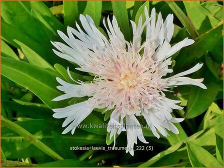 Stokesia laevis &#039;Tr&auml;umerei&#039; | Korenbloemaster | Kornblumenaster | Cornflower Aster