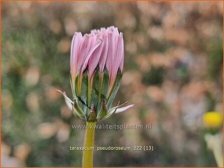 Taraxacum pseudoroseum | Paardenbloem, Molsla | Rosabl&uuml;hender L&ouml;wenzahn | Pink Dandelion