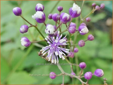 Thalictrum actaeifolium 'Perfume Star' | Ruit | Wiesenraute | Twinkling Star