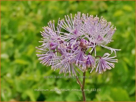 Thalictrum aquilegifolium &#039;Nimbus Pink&#039; | Akeleiruit, Ruit | Akeleibl&auml;ttrige Wiesenraute | Columbine Meadow Rue