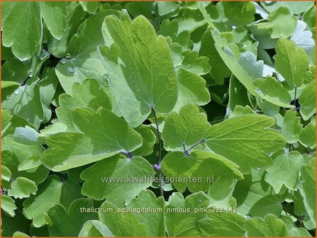 Thalictrum aquilegifolium &#039;Nimbus Pink&#039; | Akeleiruit, Ruit | Akeleibl&auml;ttrige Wiesenraute | Columbine Meadow Rue