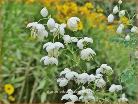 Thalictrum delavayi 'Album' | Chinese ruit, Ruit | Delavays Wiesenraute | Chinese Meadow Rue