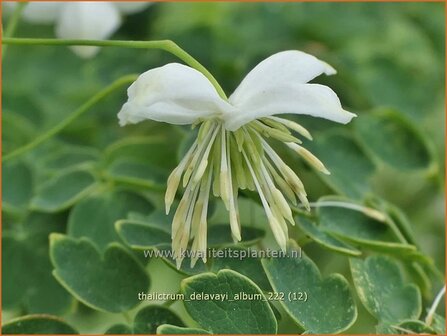 Thalictrum delavayi 'Album' | Chinese ruit, Ruit | Delavays Wiesenraute | Chinese Meadow Rue