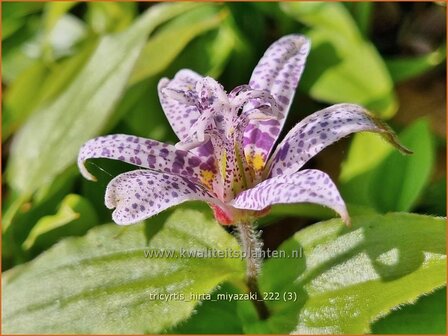 Tricyrtis hirta &#039;Miyazaki&#039;
