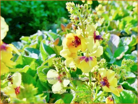 Verbascum &#039;Jackie in Yellow&#039; | Toorts | K&ouml;nigskerze | Mullein