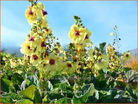 Verbascum &#039;Jackie in Yellow&#039; | Toorts | K&ouml;nigskerze | Mullein