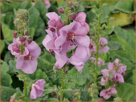 Verbascum &#039;Lavender Lass&#039; | Toorts | K&ouml;nigskerze | Mullein
