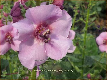 Verbascum &#039;Lavender Lass&#039; | Toorts | K&ouml;nigskerze | Mullein