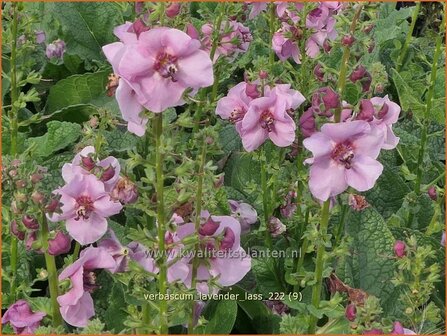 Verbascum &#039;Lavender Lass&#039; | Toorts | K&ouml;nigskerze | Mullein