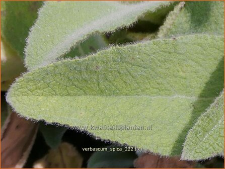 Verbascum &amp;#39;Spica&amp;#39;