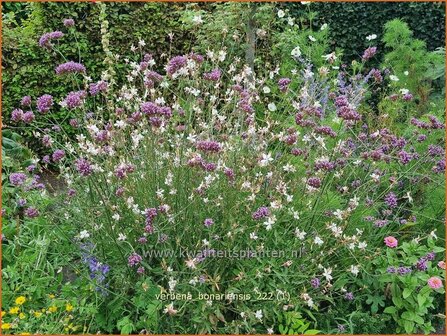 Verbena bonariensis | IJzerhard | Hohes Eisenkraut | Tall Verbena