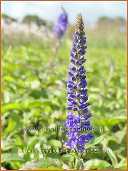 Veronica longifolia 'Blauriesin' | Lange ereprijs, Ereprijs | Langbl&auml;ttriger Ehrenpreis | Garden Speedwell