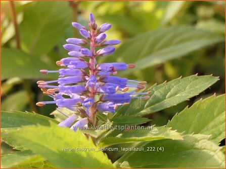 Veronicastrum sibiricum &#039;Lapislazuli&#039; | Zwarte ereprijs, Virginische ereprijs | Asiatischer Kandelaberehrenpreis | Bl