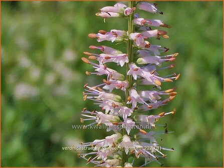 Veronicastrum virginicum &#039;Roseum&#039; | Virginische ereprijs, Zwarte ereprijs, Naaldereprijs | Kandelaberehrenpreis | Cul