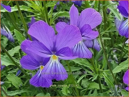 Viola corsica | Viooltje | Korsisches Veilchen | Corsican Pansy