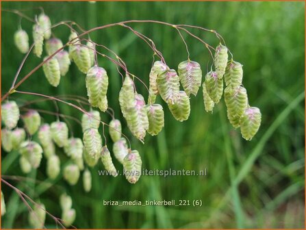 Briza media &#039;Tinkerbell&#039; | Trilgras, Bevertjes | Gew&ouml;hnliches Zittergras | Common Quaking Grass