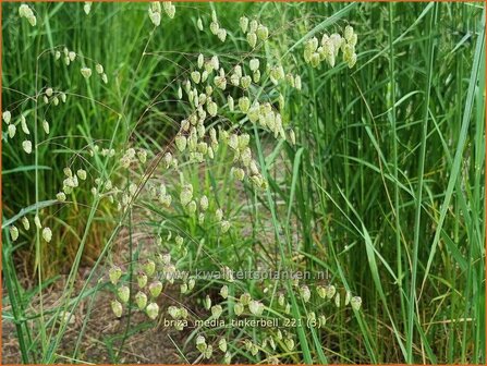 Briza media &#039;Tinkerbell&#039; | Trilgras, Bevertjes | Gew&ouml;hnliches Zittergras | Common Quaking Grass