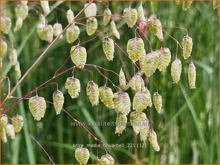 Briza media &#039;Tinkerbell&#039; | Trilgras, Bevertjes | Gew&ouml;hnliches Zittergras | Common Quaking Grass