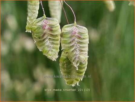 Briza media &#039;Tinkerbell&#039; | Trilgras, Bevertjes | Gew&ouml;hnliches Zittergras | Common Quaking Grass