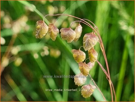 Briza media &#039;Tinkerbell&#039; | Trilgras, Bevertjes | Gew&ouml;hnliches Zittergras | Common Quaking Grass