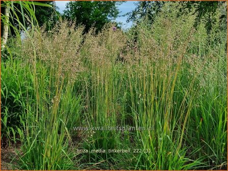 Briza media &#039;Tinkerbell&#039; | Trilgras, Bevertjes | Gew&ouml;hnliches Zittergras | Common Quaking Grass