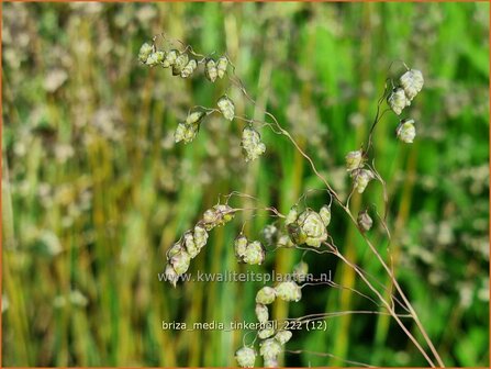 Briza media &#039;Tinkerbell&#039; | Trilgras, Bevertjes | Gew&ouml;hnliches Zittergras | Common Quaking Grass