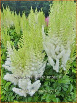 Astilbe &#039;Ivory Pearls&#039; | Pluimspirea, Spirea | Prachtspiere | Astilbe