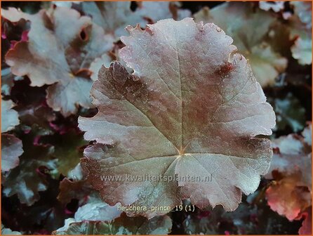 Heuchera &#039;Prince&#039; | Purperklokje | Purpurgl&ouml;ckchen