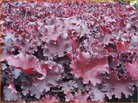 Heuchera &#039;Prince&#039; | Purperklokje | Purpurgl&ouml;ckchen