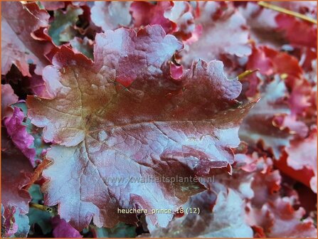 Heuchera &#039;Prince&#039; | Purperklokje | Purpurgl&ouml;ckchen