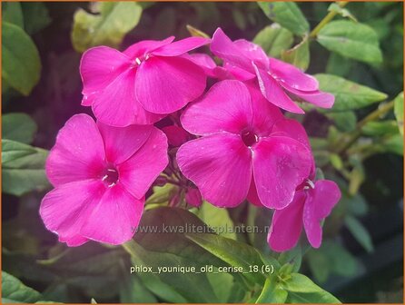 Phlox &#039;Younique Old Cerise&#039; | Hoge vlambloem, Vlambloem, Flox, Floks | Hohe Flammenblume