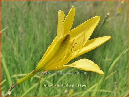 Hemerocallis thunbergii | Daglelie | Thunbergs Taglilie | Late Yellow Daylily