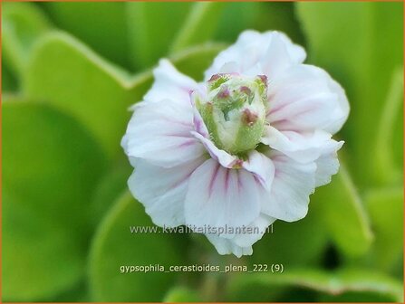 Gypsophila cerastioides &#039;Plena&#039; | Grootbloemig kuikenkruid, Gipskruid | Himalaya-Schleierkraut | Baby&#039;s Br