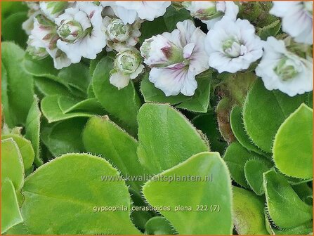 Gypsophila cerastioides &#039;Plena&#039; | Grootbloemig kuikenkruid, Gipskruid | Himalaya-Schleierkraut | Baby&#039;s Br