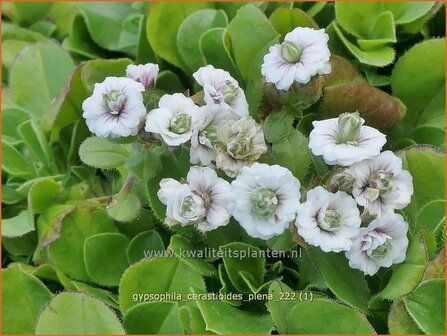 Gypsophila cerastioides &#039;Plena&#039; | Grootbloemig kuikenkruid, Gipskruid | Himalaya-Schleierkraut | Baby&#039;s Br