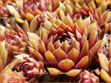 Sempervivum &#039;Dr. Fritz K&ouml;hlein&#039; | Huislook, Donderblad | Hauswurz