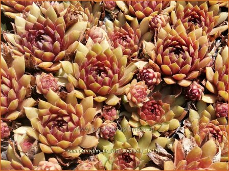 Sempervivum &#039;Dr. Fritz K&ouml;hlein&#039; | Huislook, Donderblad | Hauswurz