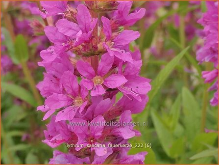Lythrum salicaria &#039;Feuerkerze&#039; | Grote kattenstaart, Kattenstaart | Blutweiderich | Spiked Loosestrife