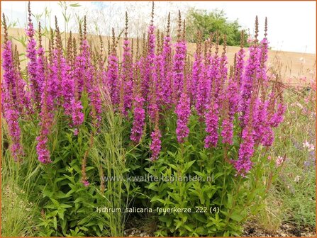 Lythrum salicaria &#039;Feuerkerze&#039; | Grote kattenstaart, Kattenstaart | Blutweiderich | Spiked Loosestrife