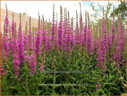 Lythrum salicaria &#039;Feuerkerze&#039; | Grote kattenstaart, Kattenstaart | Blutweiderich | Spiked Loosestrife