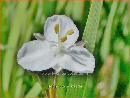 Libertia ixioides | Nieuw-Zeelandse iris | Neuseeland Iris | New Zealand Satin Flower