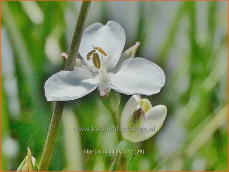 Libertia ixioides | Nieuw-Zeelandse iris | Neuseeland Iris | New Zealand Satin Flower