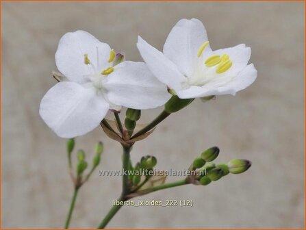 Libertia ixioides | Nieuw-Zeelandse iris | Neuseeland Iris | New Zealand Satin Flower