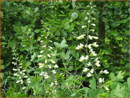 Baptisia lactea | Valse indigo, Indigolupine | Kleinere F&auml;rberh&uuml;lse