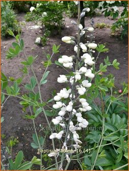 Baptisia lactea | Valse indigo, Indigolupine | Kleinere F&auml;rberh&uuml;lse