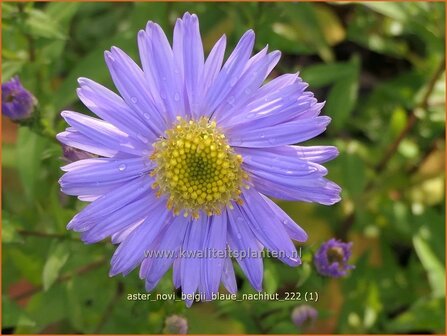 Aster novi-belgii &#039;Blaue Nachhut&#039; | Nieuw-Nederlandse aster, Herfstaster, Aster | Glattblatt-Aster | New York Ast